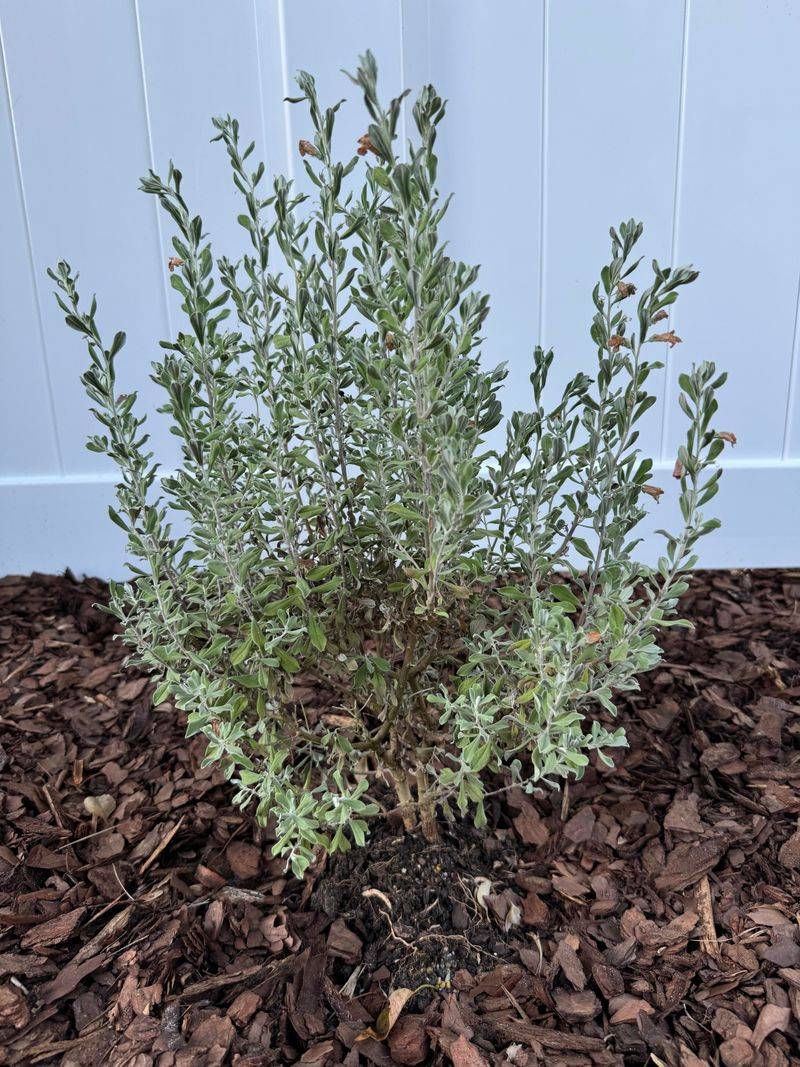 Texas Sage Struggles With Frequent Watering