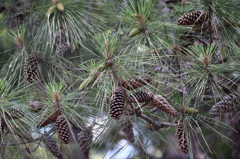 Loblolly Pine For Fast Tall Coverage