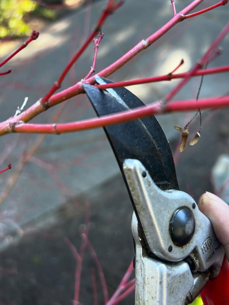 Magnolia Needs Careful Pruning Timing For Best Results