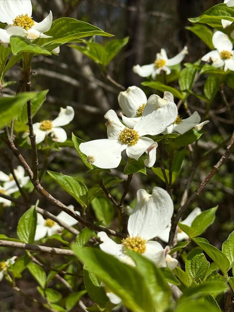 Flowering Dogwood Can Be Lightly Pruned After Bloom