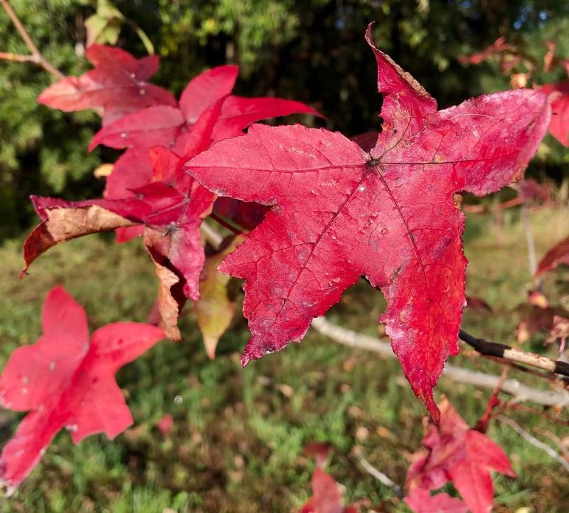 Sweetgum Shows Faster Growth With Added Nutrients