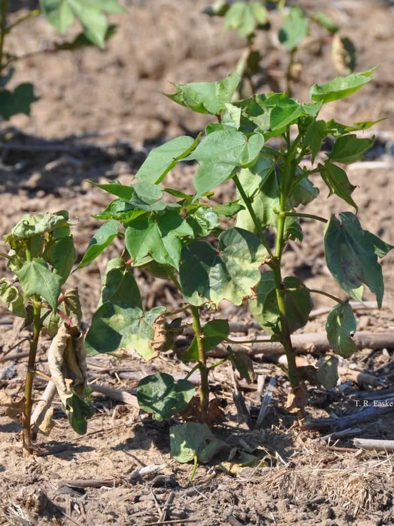 Leaf Edges Turn Brown As Potassium Levels Drop