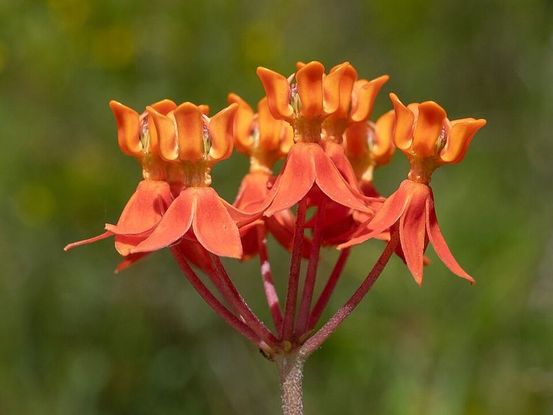 Fewflower Milkweed Fits Moist Coastal Plain Gardens