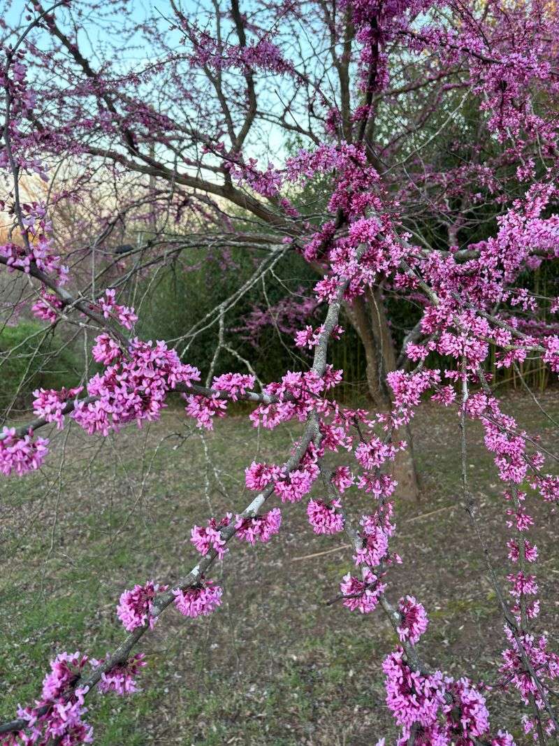 Select A Mix Of Trees, Shrubs, And Perennials