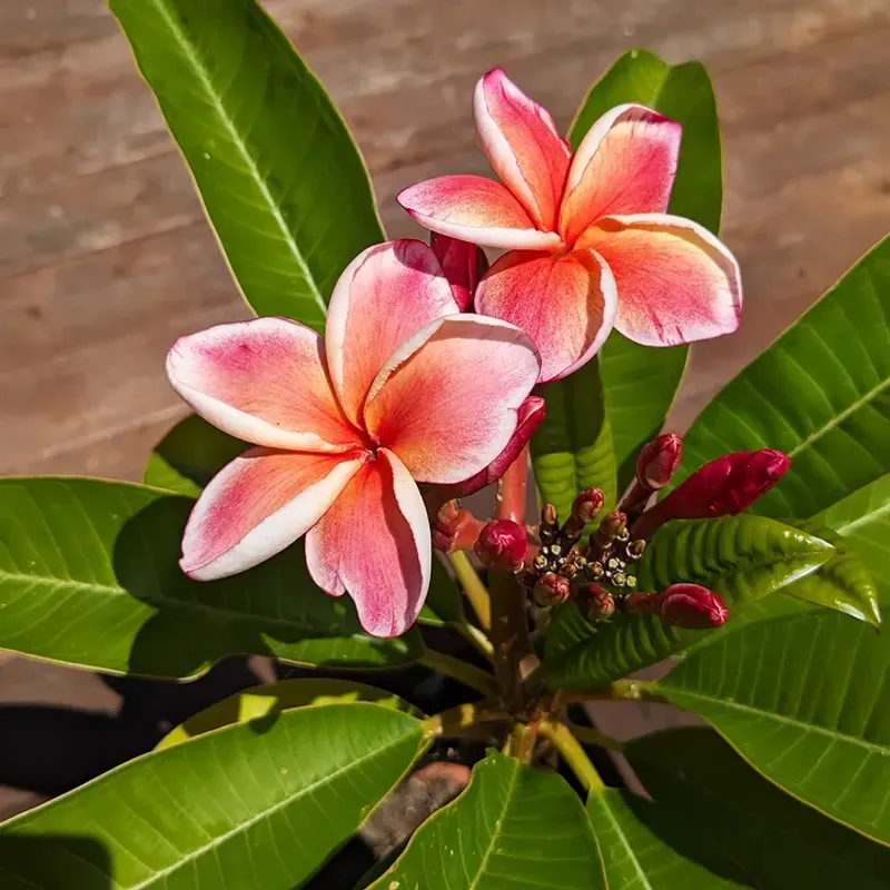 Bring Pots Indoors When Temperatures Drop