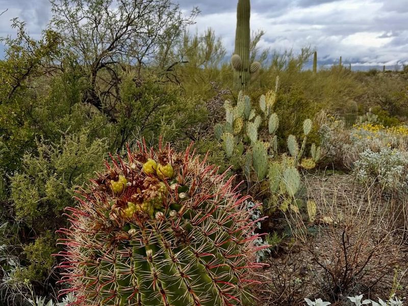Let Established Plants Dry Slightly Between Watering Cycles
