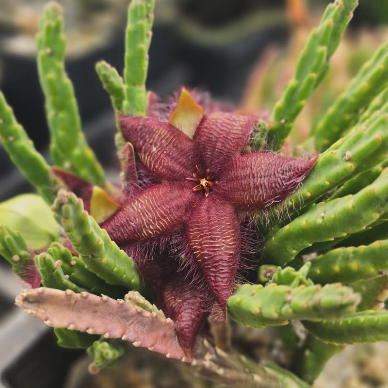 Keep Temperatures Consistently Warm For Blooming