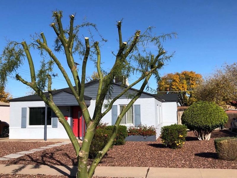 Increased Stress On Plants During Summer Heat