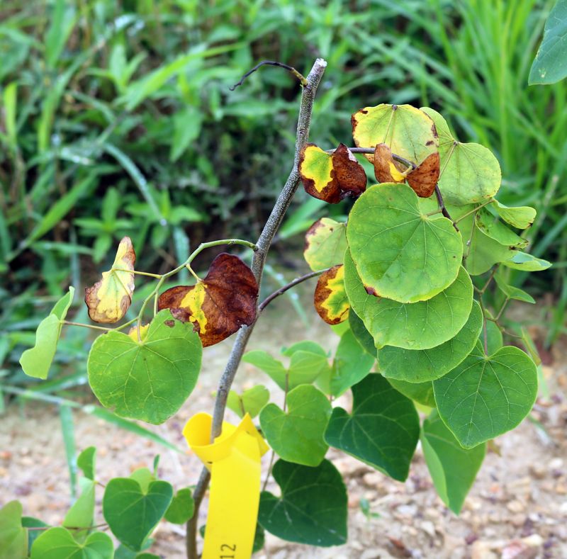 Injures Tender New Leaves