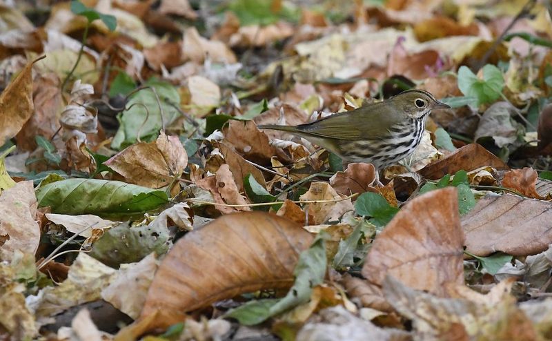 Leaf Litter And Natural Debris Build A Living Ecosystem