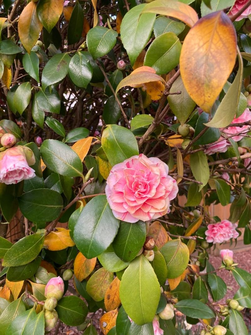 Feed With Camellia Fertilizer