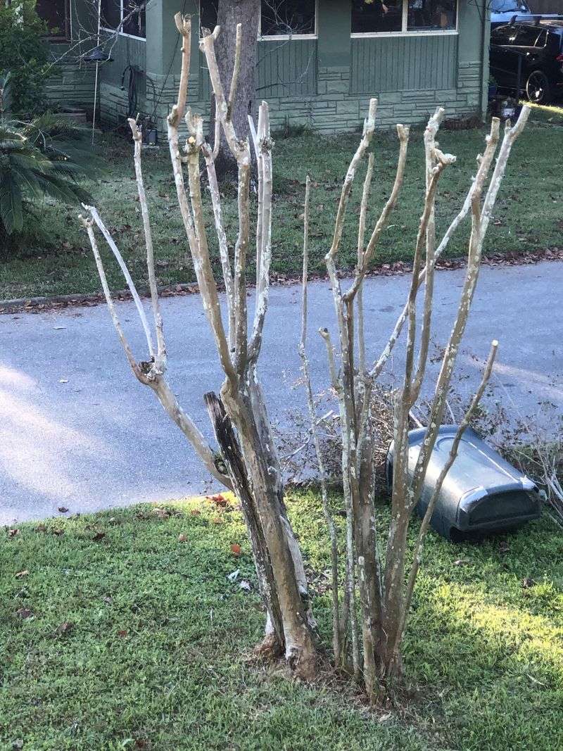 Do Not Top Or Severely Prune In May