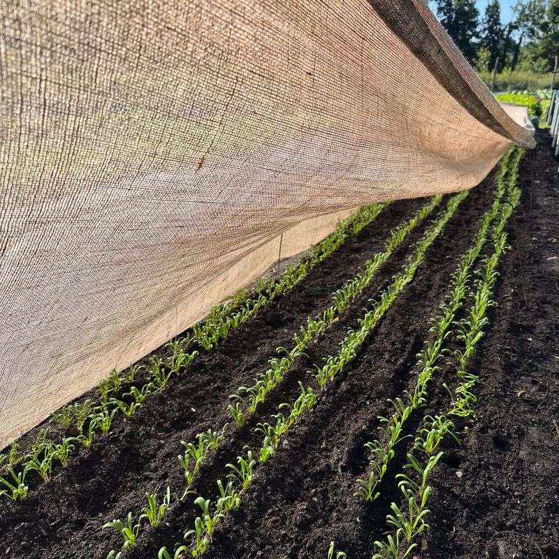 Set Up Shade Cloth For Tender Vegetables