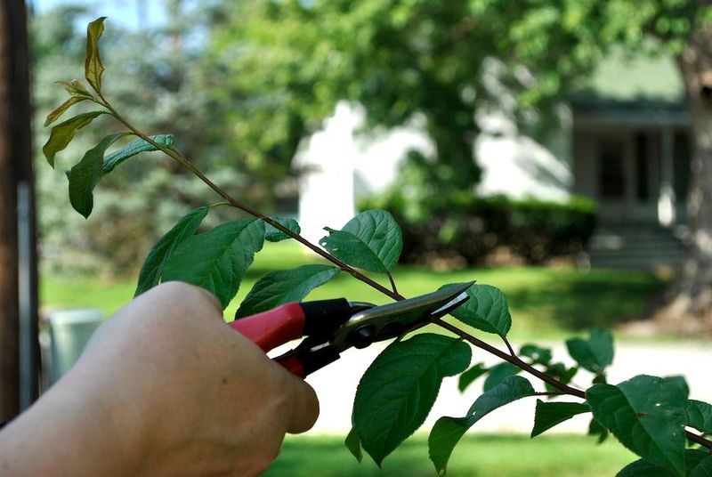 Skip Heavy Pruning In April