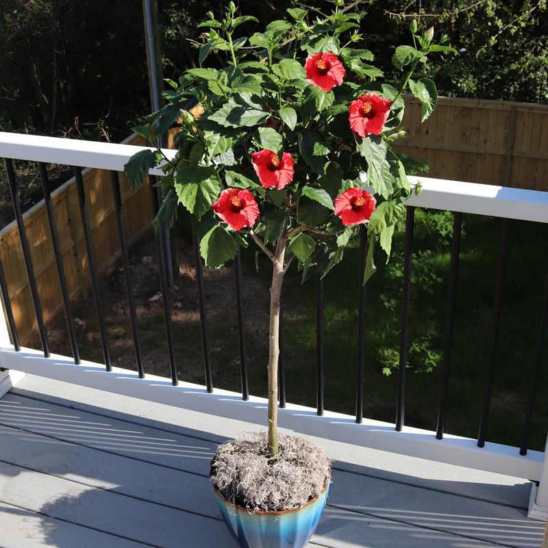 Move Potted Hibiscus Out Of Harsh Afternoon Sun
