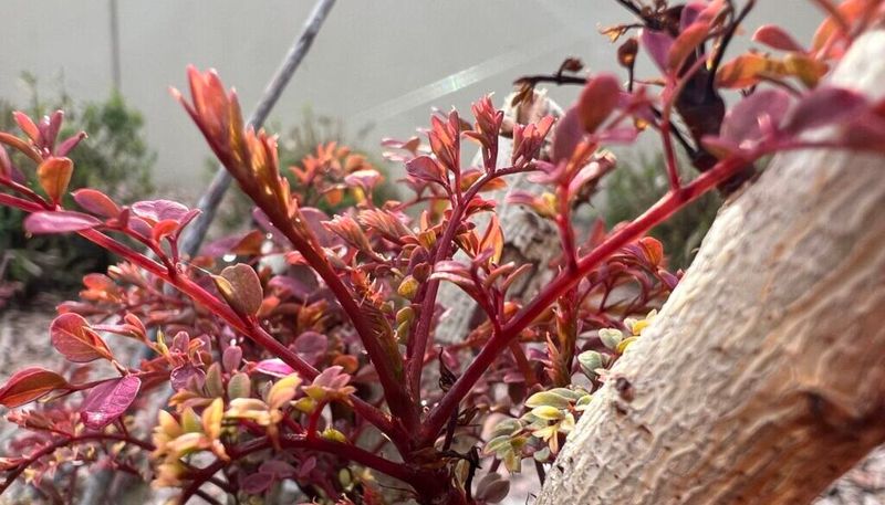 Prune Lightly To Remove Weak Or Damaged Growth