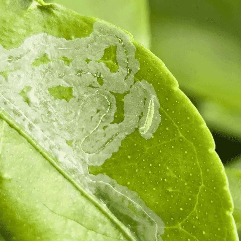 Inspect Leaves For Early Pest Activity