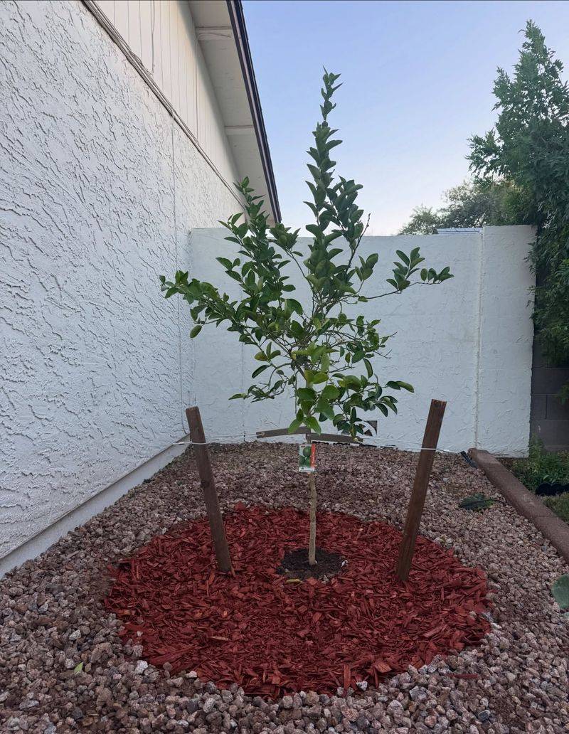 Spread Mulch Wide To Cover The Root Zone Effectively