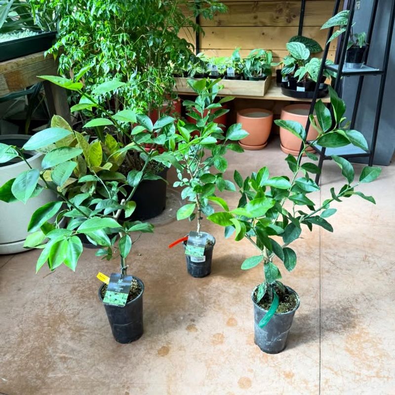 Begin A Consistent Feeding Schedule