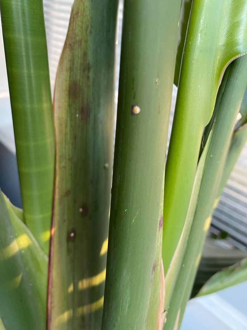 Check For Pests Before Humidity Increases