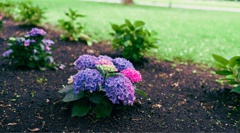 Apply Mulch To Lock In Moisture Before Heat Builds