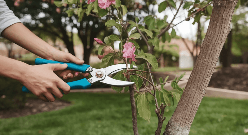 Light Cleanup Is Safer Than Heavy Pruning In April