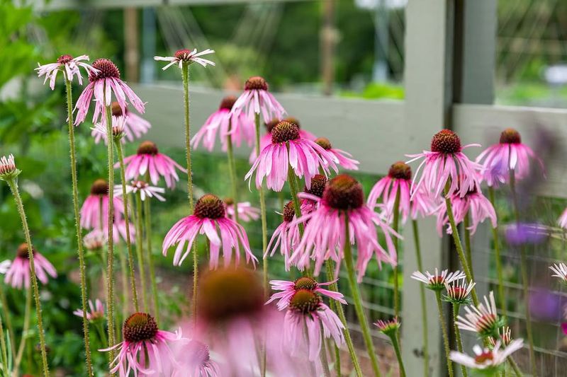 Early Deadheading Extends The Overall Bloom Period