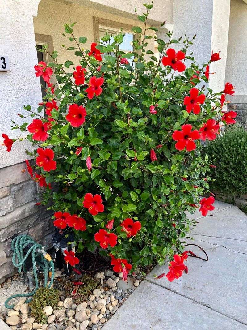 Protection From Cold Nights Prevents Stress And Bud Drop In Early Spring