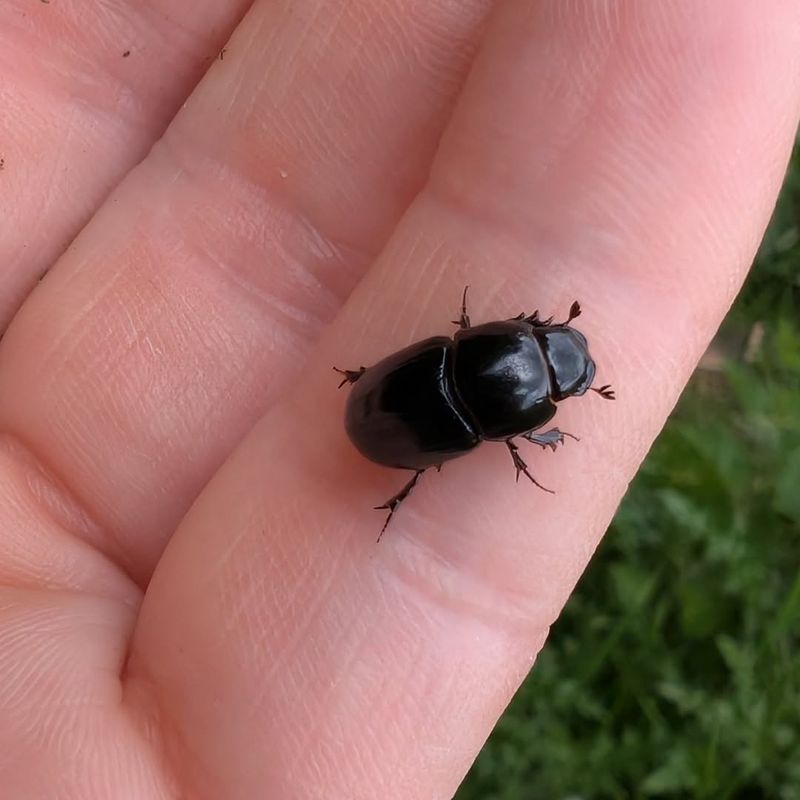 Early Control Matters Most For Small Plants