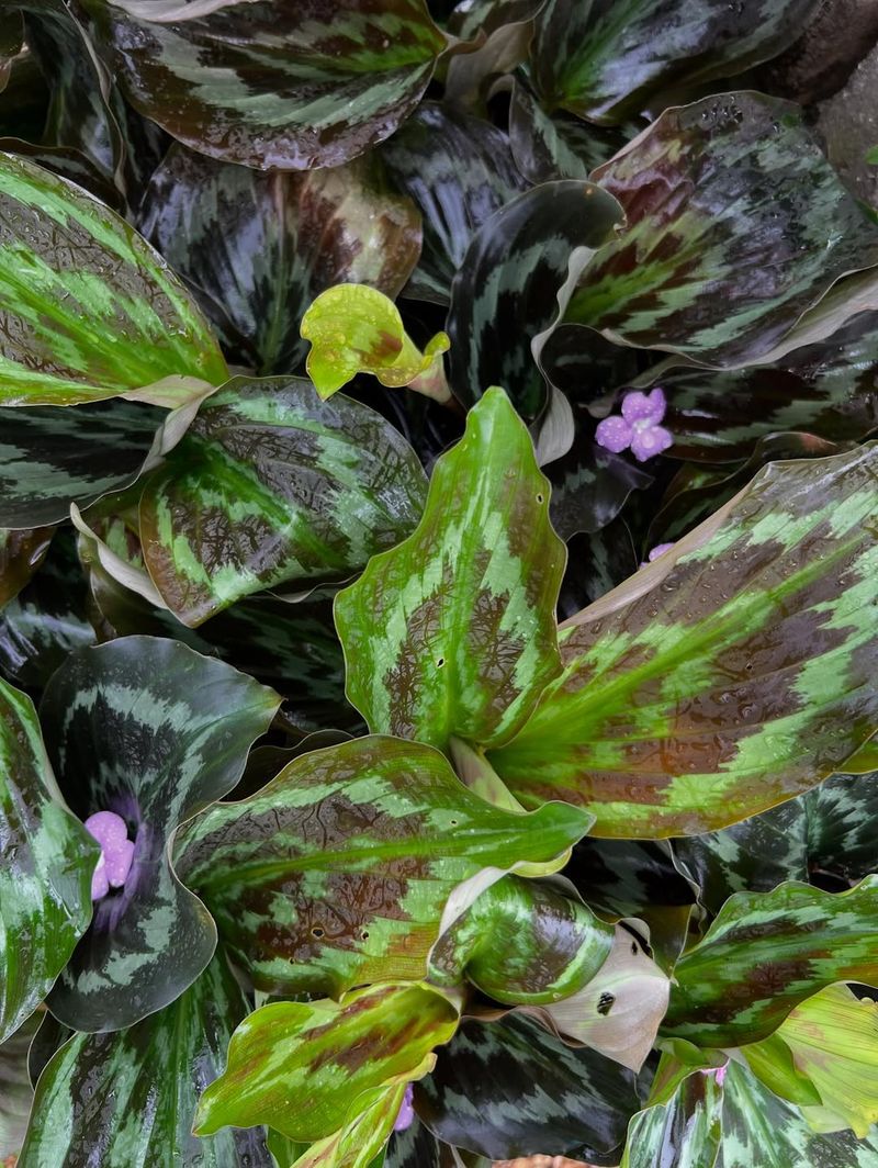 Choose Peacock Ginger For Lush Tropical Texture