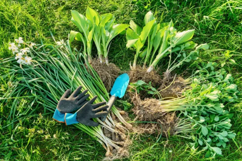 Cut Replanting Chores Without Losing Color