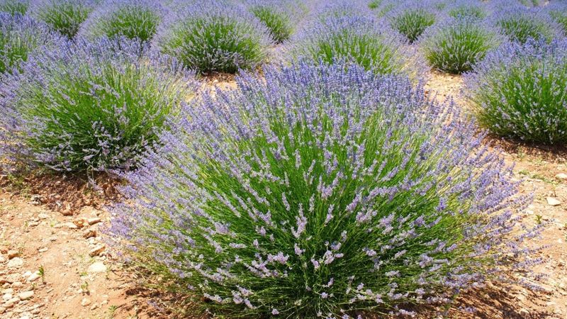 Space Plants Properly For Better Airflow