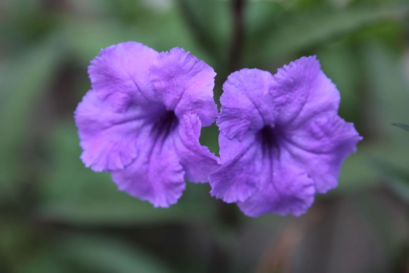 Get Rid Of Mexican Petunia Before It Escapes Your Yard