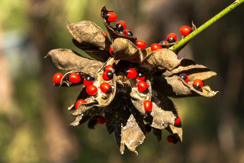 Eliminate Rosary Pea Before It Poses A Safety Risk