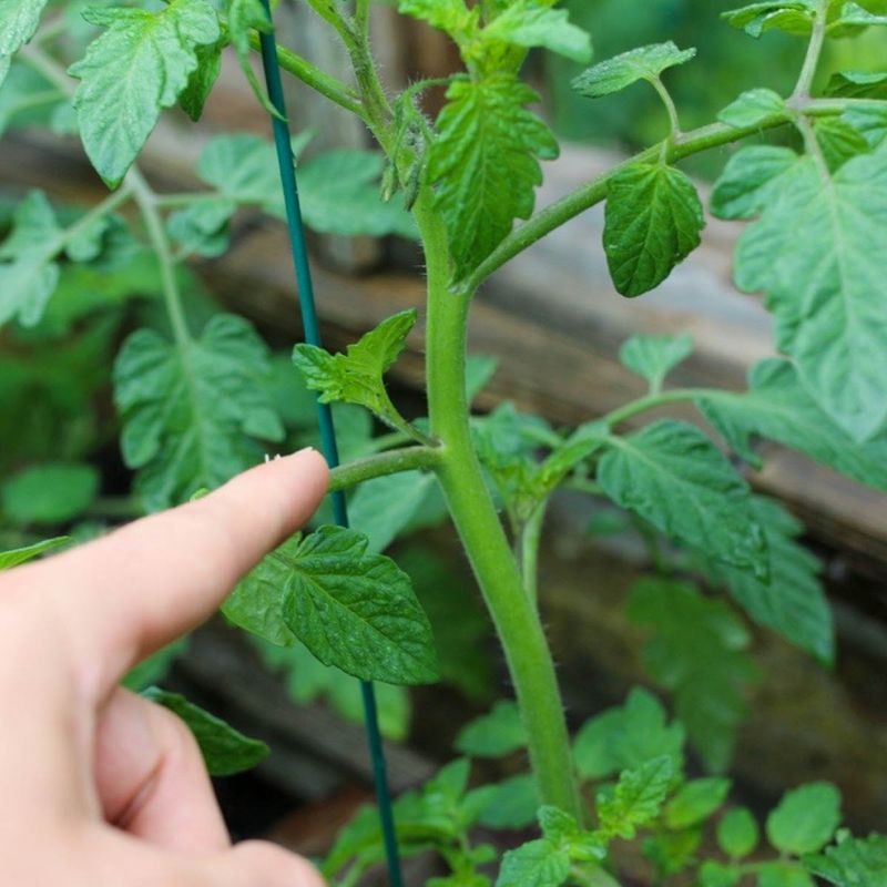 Pinch Off Side Shoots For Better Airflow