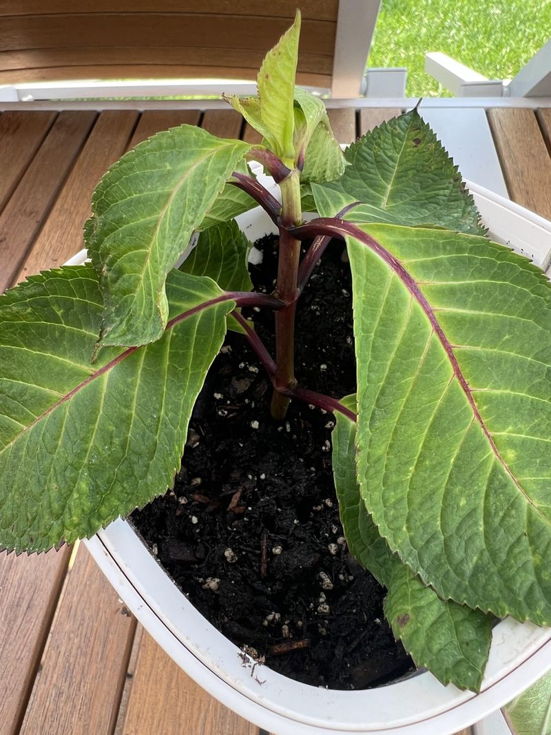 Pick A Simple Potting Mix