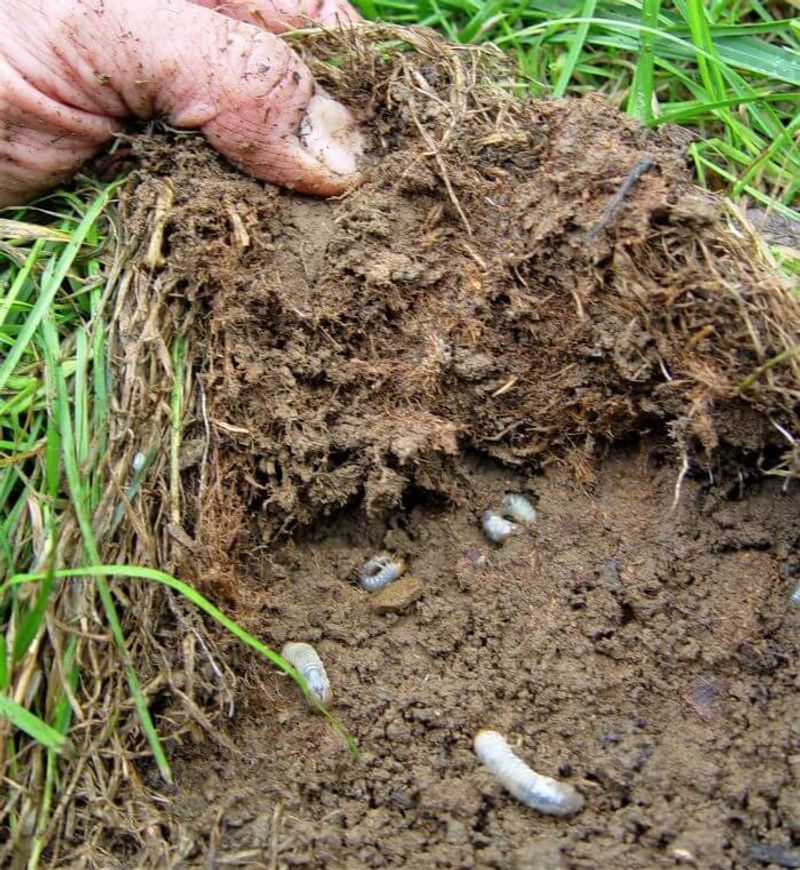 Treat Your Lawn For Grubs