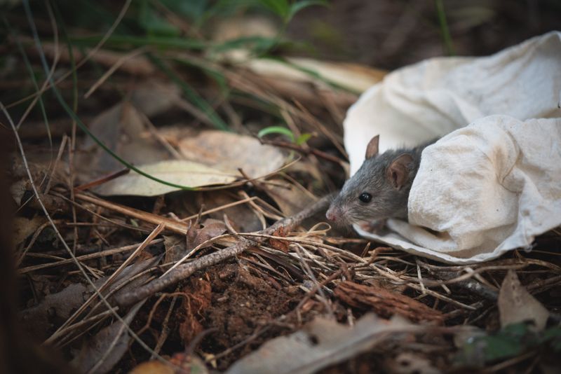 Discourage Wildlife That Carry Ticks