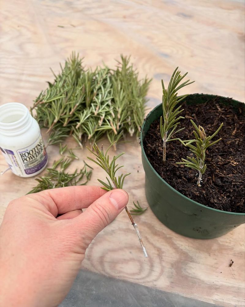 Dip The Cut End In Rooting Hormone