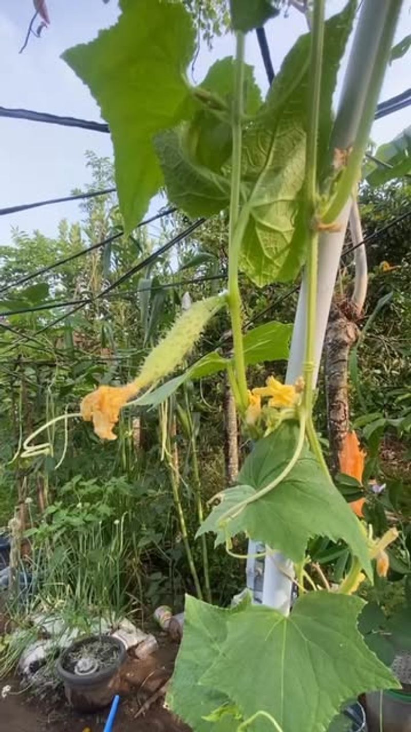 Train One Main Vine For Better Management