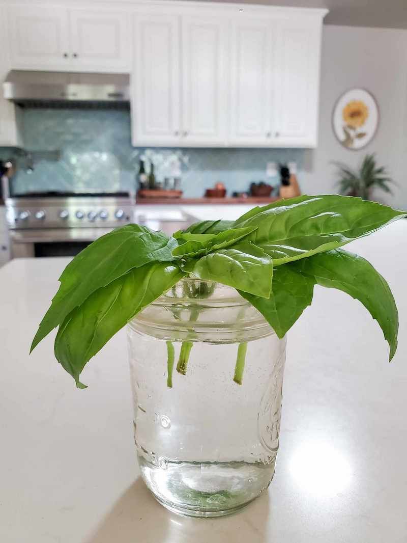 Place The Cutting In Water