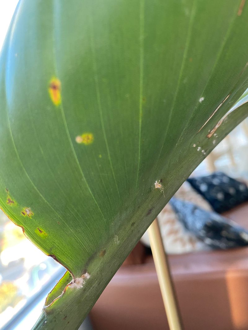 Check For Scale, Aphids, Caterpillars, And Snails