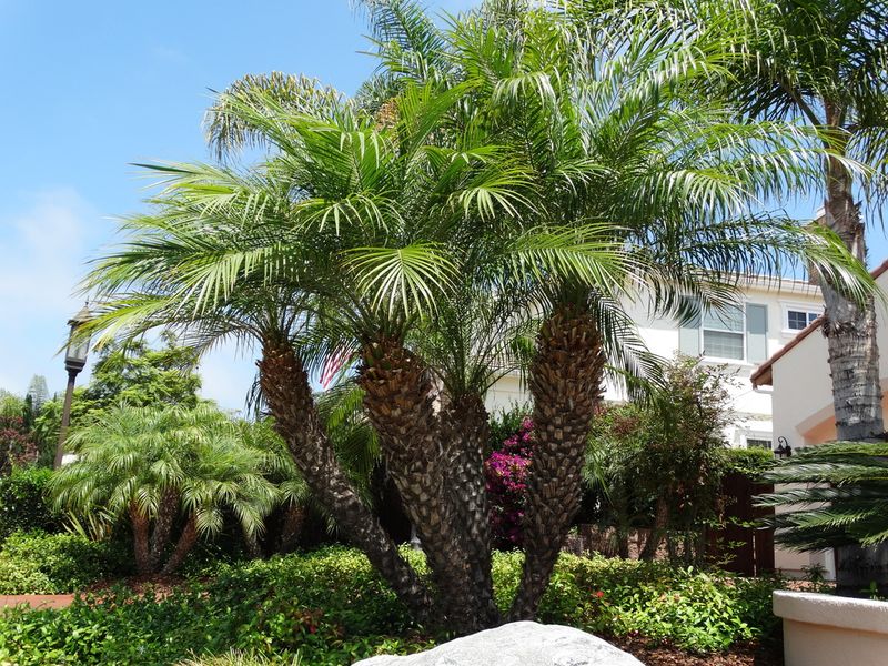 Keep Florida Palms Looking Strong Through Summer