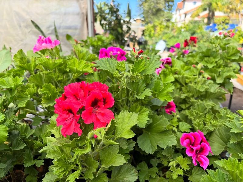 Feed Lightly During Active Growth To Support More Buds