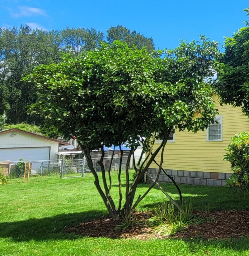 Prune Right After Flowering