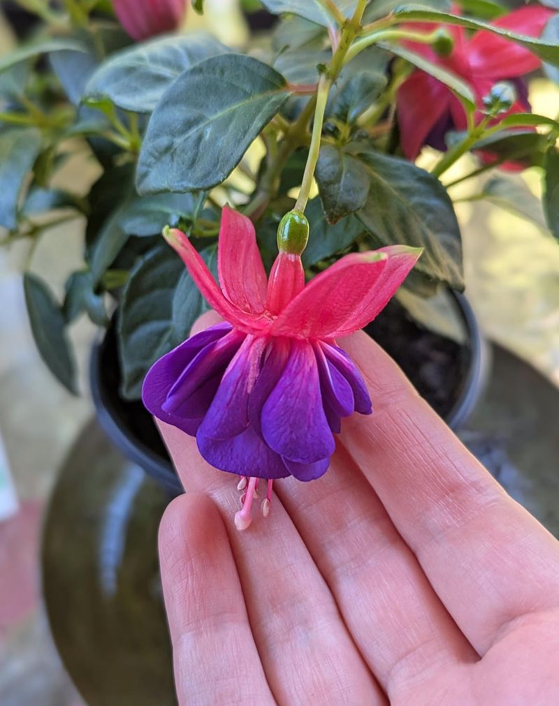 Pinch Back Tips Early In The Season