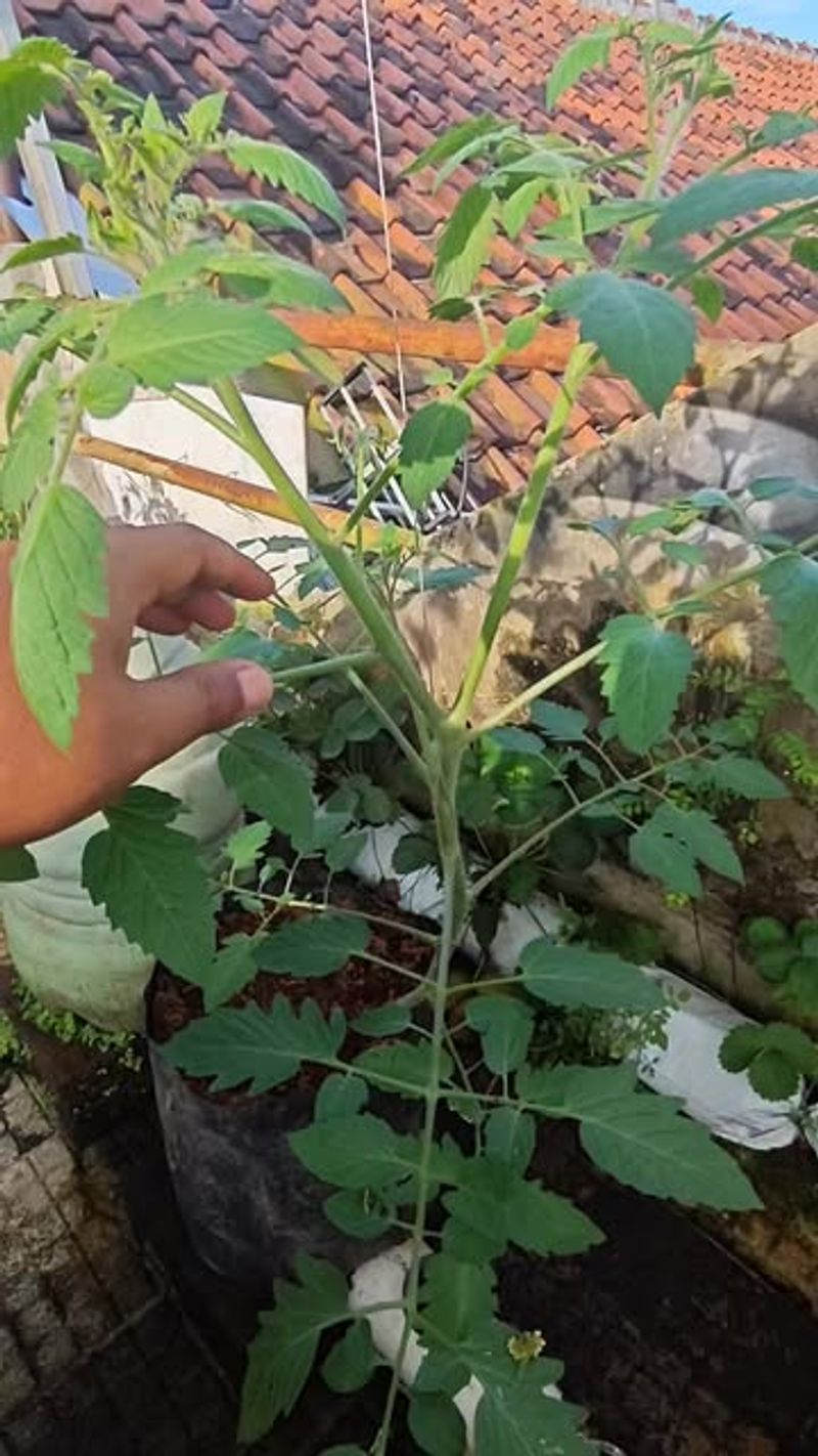 Keep One Or Two Main Stems