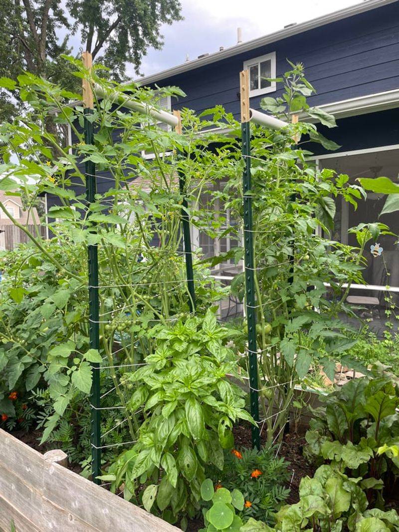 Prune Only Indeterminate Varieties That Keep Growing