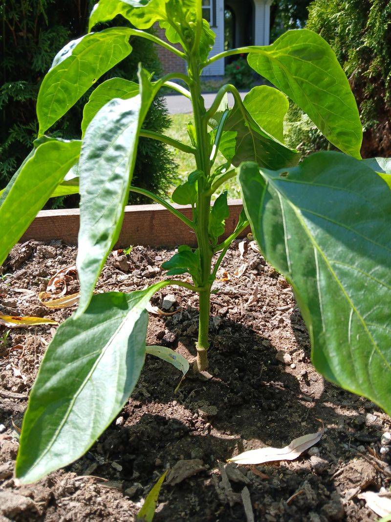Prune Lower Leaves Near The Soil Line