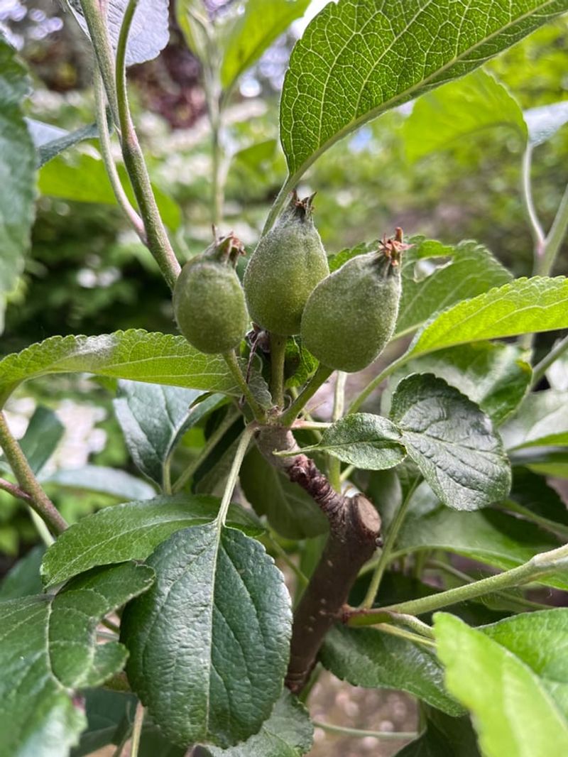 Space Apples And Pears Apart